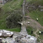 A piece of the illegally felled Sycamore Gap tree is going on display – and you can hug it